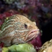 grouper_slender_db_h_0705_png2169.jpg